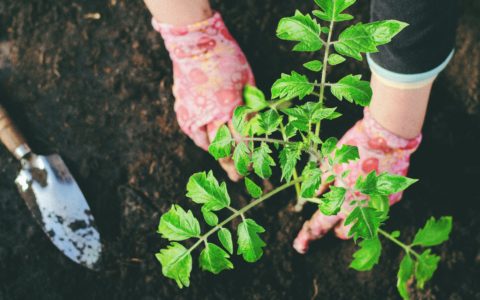 Bons conseils de jardinage 